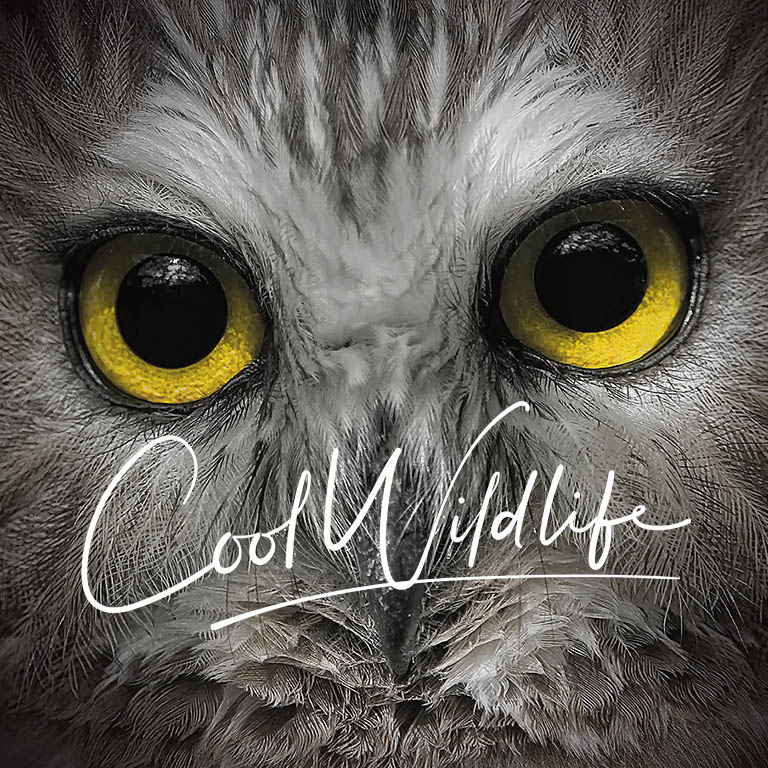 Cool Wildlife